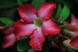 Red flower of Thailand