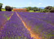 Lavendel - lavender 35