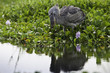 Shoebill
