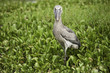 Shoebill