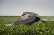 Shoebill