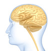 Human brain in the head. Side view. Isolated on white Human brain in the head. Side view. Isolated on white