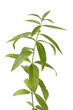 Sprig of fresh verveine