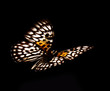 Butterfly Neurosigma Siva Nonius isolated on black