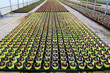 Plants In Greenhouse