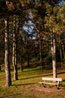 Banc en forêt