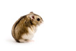 Dwarf hamster
