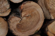 Holz