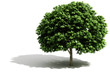 3d tree render on white background
