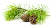 cedar branch with cones cedar branch with cones