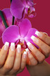 french nails with rosa orchid