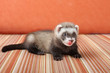 Ferret