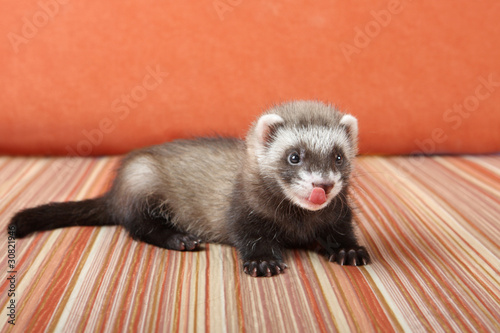 Photo: Ferret Ferret