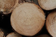 holz