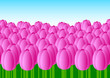 Bed of tulips