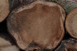 holz