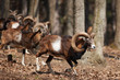 Mouflons in European forest Mouflons in European forest
