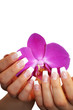 pinke Orchidee