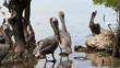 Pelicans