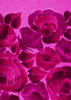 Fond à grossses fleurs fuschia. Fond à grossses fleurs fuschia.