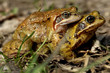 Accouplement de grenouilles rousses