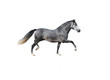 Andalusian horse on white background Andalusian horse on white background