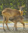 antilope (specie Maria Gray) con cucciolo