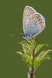Butterfly Common Blue (Polyommatus icarus)