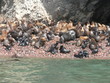 Crias de leon marino en las Islas Ballesta - Paracas - Peru Crias de leon marino en las Islas Ballesta - Paracas - Peru