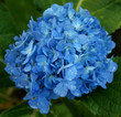 Hortensias