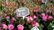 Dutch flowers from Holland