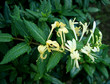 Chèvrefeuille, lonicera japonica