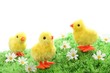 Easter Chicken
