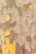 Planetree Bark Background