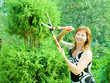 woman cutting  thuja