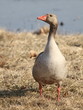 Graugans (Anser anser)