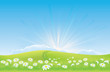 Sunrise behind field of daisies - road to happiness