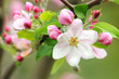 Frühling 12.1