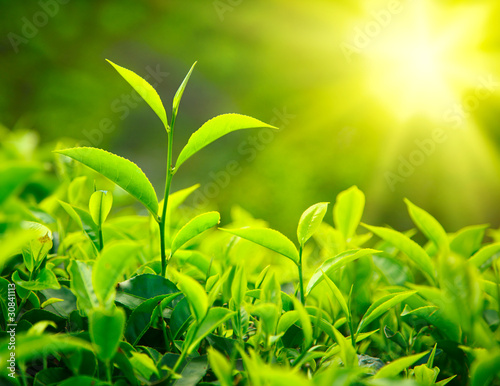 Photo: Tea bud and leaves Tea bud and leaves