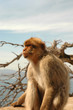 Wild Barbary Ape on the rock of Gibraltar