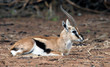 Gazelle