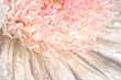 Pink chrysanthemum with antique distress Pink chrysanthemum with antique distress