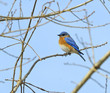 Bluebird