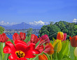 Lake Geneva Springtime