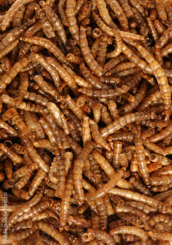 Photo: dried mealworms wild bird food background dried mealworms wild bird food background