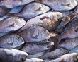Gilthead sea bream fish at the local market, natural bacground