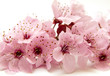 branche en fleur