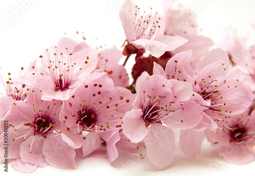 Photo: branche en fleur branche en fleur