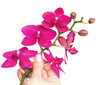 mano di donna con orchidea su sfondo bianco