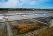 Marais salant de Guérande